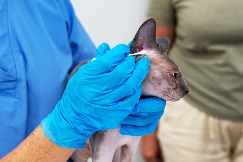 A veterinary professional wearing blue gloves carefully cleans the ear of a Sphynx cat using a cotton swab during a routine exam — a reminder that some breeds require more frequent ear care than others.