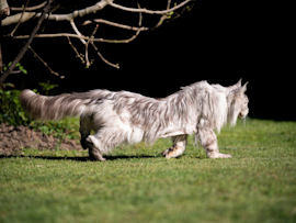 A white long-haired cat walks with a noticeably low-slung posture across a green lawn at night, potentially displaying the telltale signs of feline arthritis that can affect a cat's mobility and comfort, especially in their back legs and joints.