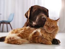 A chocolate Labrador rests its head affectionately against a fluffy orange cat as the two snuggle together on a bright indoor floor.