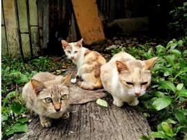 Three male cats of varying shades of cream and brown sit on a wooden plank surrounded by greenery in a rustic outdoor setting, perfect inspiration for cute and unique boy cat names or male kitten names.