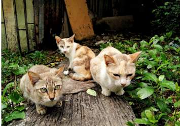 Three male cats of varying shades of cream and brown sit on a wooden plank surrounded by greenery in a rustic outdoor setting, perfect inspiration for cute and unique boy cat names or male kitten names.