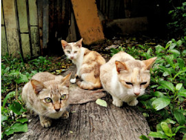 Three male cats of varying shades of cream and brown sit on a wooden plank surrounded by greenery in a rustic outdoor setting, perfect inspiration for cute and unique boy cat names or male kitten names.