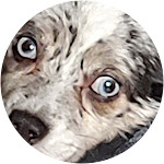 Australian shepherd recovers from herniated disk surgery