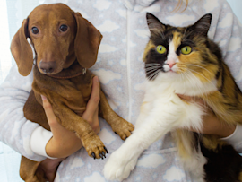 A human holding a dachshund and a calico cat side by side, emphasizing the visual differences between dogs, cats, and humans. The image raises the question: Who sees better – cats, dogs, or humans?