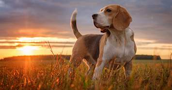 Beagle in a field