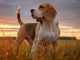 Beagle in a field