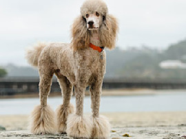 Poodle on the Beach, one of the easiest dog breeds to train