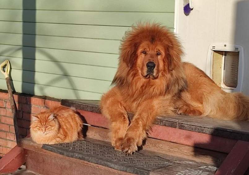 Red Tibetan Mastiff Peacefully Sharing Porch with Matching Ginger Cat