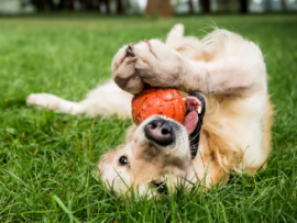 golden retriever playing with ball on lawn