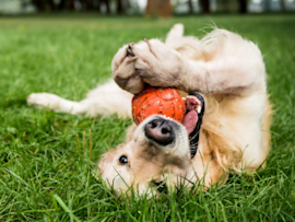 golden retriever playing with ball on lawn