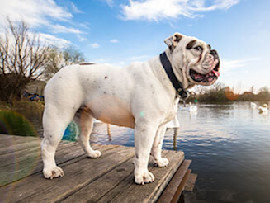 English Bulldog