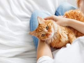 A fluffy orange tabby cat lying calmly in its owner's arms on a soft white bed, looking up with bright golden eyes while being gently petted. This intimate, comforting moment captures the bond between cat and pet parent and highlights the importance of close observation when monitoring feline health, especially when watching for signs of kidney failure in cats.