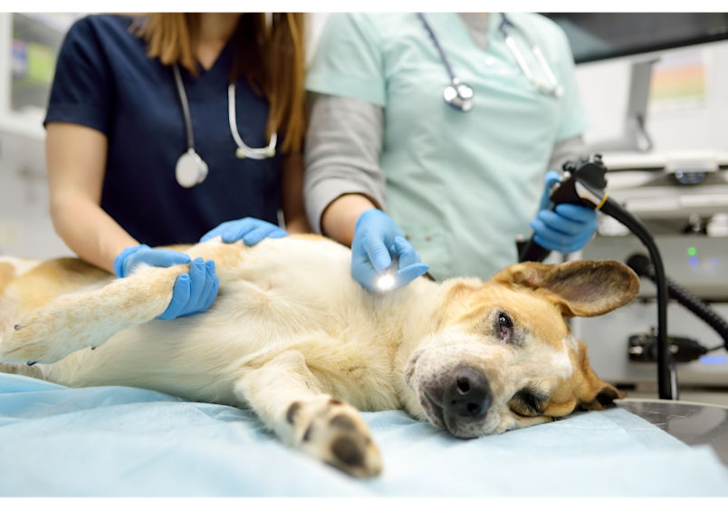 Two veterinary professionals in scrubs carefully examine a calm mixed-breed dog lying on a surgical table, demonstrating the professional care involved in determining the cost to neuter a dog.