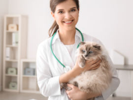 Persian cat at vet