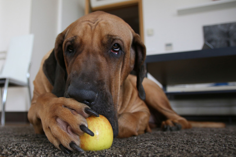 Dog eating an apple