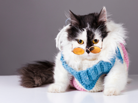A funny-looking cat wearing a crochet and glasses deserve a fun cat name too.