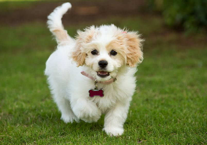 This Cavachon, looking like a real-life teddy bear dog, is captured running and playing in the backyard.