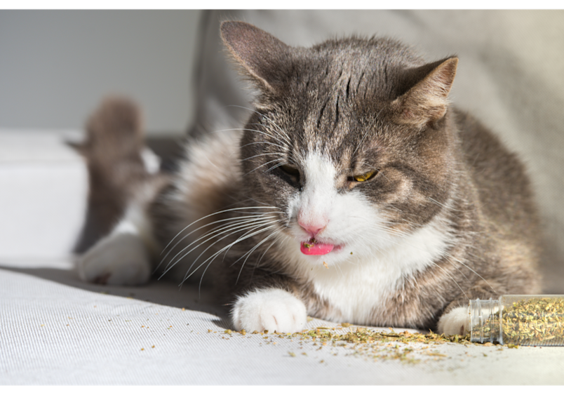 A tabby cat enjoys a small amount of catnip scattered on a surface, demonstrating proper portion control for feline enrichment.