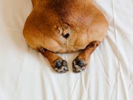 A close-up view of a brown dog's rear end and hind paws on white bedding, showcasing the area where anal glands are located; the image focuses on the anatomical region relevant to understanding canine anal gland health and maintenance.