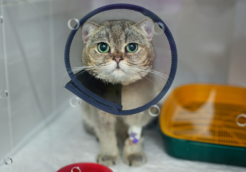 What does a male cat look like after being neutered? One look that cats could sport is by wearing a cat cone collar during the first few days of his recovery,