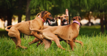 three tan dogs playing at dog park