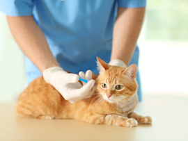 A veterinary professional in blue scrubs administers essential cat vaccines to an orange tabby during a routine wellness visit.