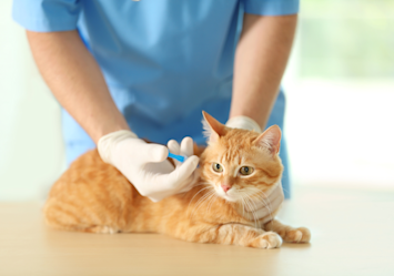 A veterinary professional in blue scrubs administers essential cat vaccines to an orange tabby during a routine wellness visit.
