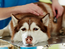 sick husky getting examined at the vet