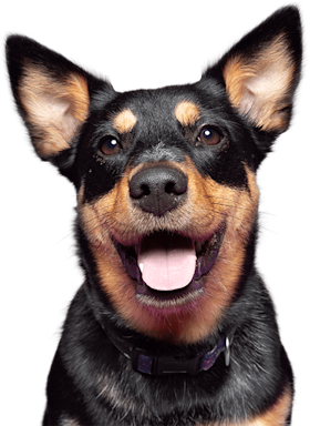 Cute dog with her tongue out
