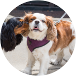 two spaniels meeting on leash