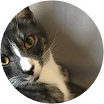 Domestic shorthair cat eats his cat litter