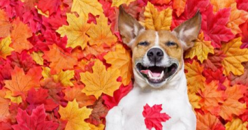 A dog lying in a bed of leaves enjoying a safe fall