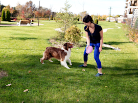 A woman in a black shirt and blue jeans plays an engaging game of fetch with her Australian Shepherd in a sunny green park, providing mental stimulation for her dog through interactive play.