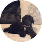 Mister Jack - Toy Poodle