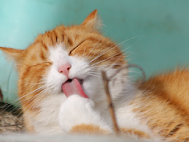 A ginger cat is seen grooming himself. This is a natural behavior in cats, but the problem is if the cat is overgrooming that sometimes lead to hair loss.