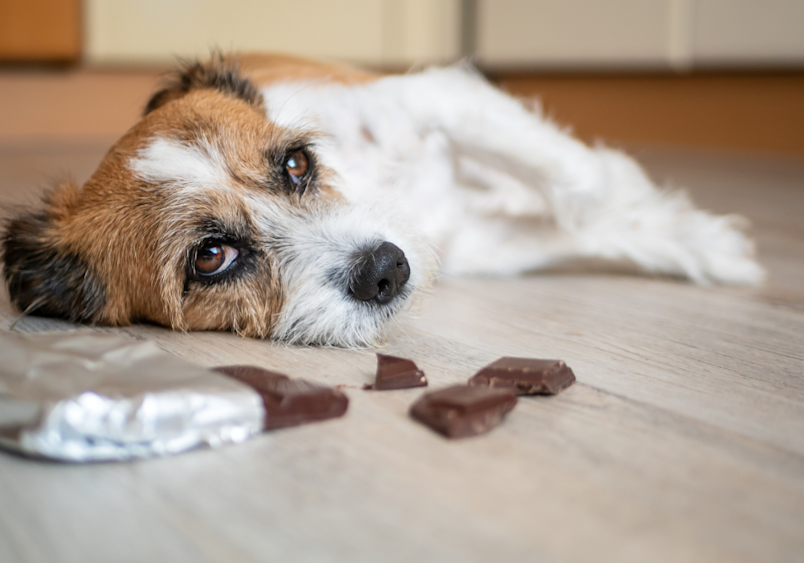 This image shows a cute dog with soulful eyes lying next to pieces of chocolate, which contains theobromine and caffeine—substances toxic to dogs.