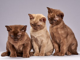Three adorable kittens – two chocolate brown and one cream-colored – sit together against a gray backdrop, their expressive faces and sleek coats typical of hypoallergenic breeds that are ideal for people with allergies.