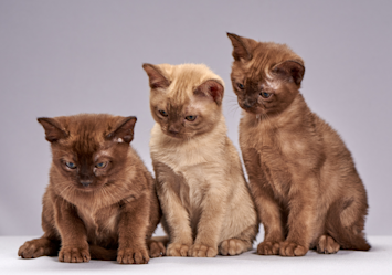 Three adorable kittens – two chocolate brown and one cream-colored – sit together against a gray backdrop, their expressive faces and sleek coats typical of hypoallergenic breeds that are ideal for people with allergies.