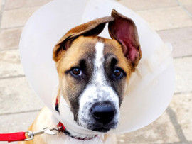 dog wearing cone after neuter surgery