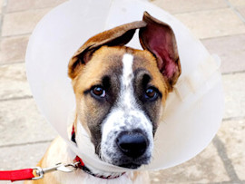 dog wearing cone after neuter surgery