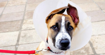 dog wearing cone after neuter surgery