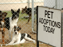"Pet adoptions today" sign in front of a fenced-in shelter with several dogs behind it, symbolizing the process of adopting a dog. Perfect for a guide about how much does it cost to adopt a dog, covering the expenses related to adoption from shelters, rescues, or pounds.