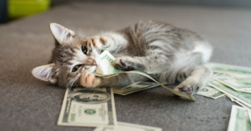 cat with money in mouth
