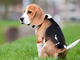 A Beagle puppy sits on a green lawn, gazing off into the distance with its floppy ears hanging down.