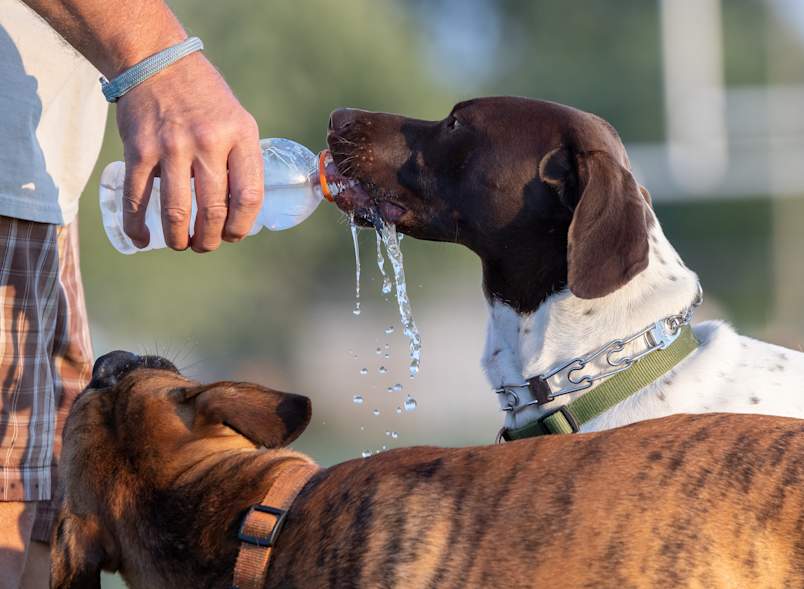 A German Shorthaired Pointer eagerly gulps water from a plastic bottle held by its owner while a brindle dog waits patiently for its turn, water droplets cascading through the golden afternoon light. The attentive owner in plaid shorts provides life-saving refreshment, showing responsible pet parenting for anyone wondering what to do if your dog is overheating.