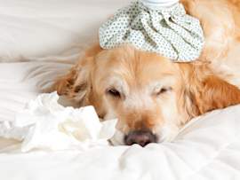 A golden retriever lies on white bedding with an ice pack draped over its head and a crumpled tissue nearby, looking under the weather.