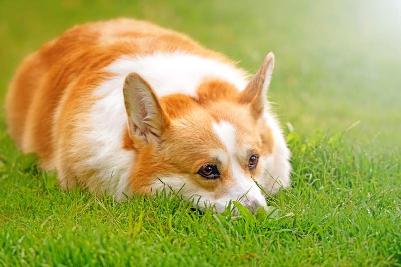 A Pembroke Welsh corgi lies flat in bright green grass, chin resting on the ground and ears perked, gazing calmly ahead.