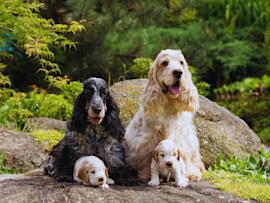 A charming family of English Cocker Spaniels is shown, with their coats showcasing a range of colors from white, brown, to black. The two adorable puppies steal the spotlight, making it easy to wonder, “How much does an English Cocker Spaniel cost?” Their playful, sweet demeanor highlights why this breed is so beloved by families.