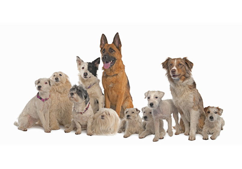 A diverse group of dogs ranging from a large German Shepherd to small terriers illustrates how the cost to neuter a dog varies significantly by breed size and individual factors. When considering how much is it to neuter a dog, the average cost to neuter a dog depends on your pet's size, with larger breeds like the German Shepherd typically having higher dog neutering costs than smaller breeds shown here.