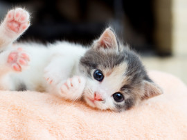 Kitten laying in pink bed